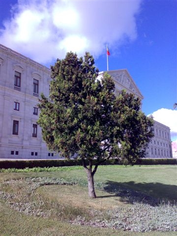 arvorevictorpiresar.JPG