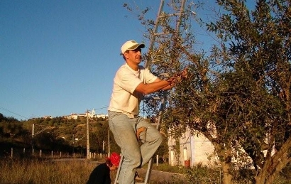 azeiteapanha8a.JPG