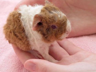 guinea_baby_1.jpg